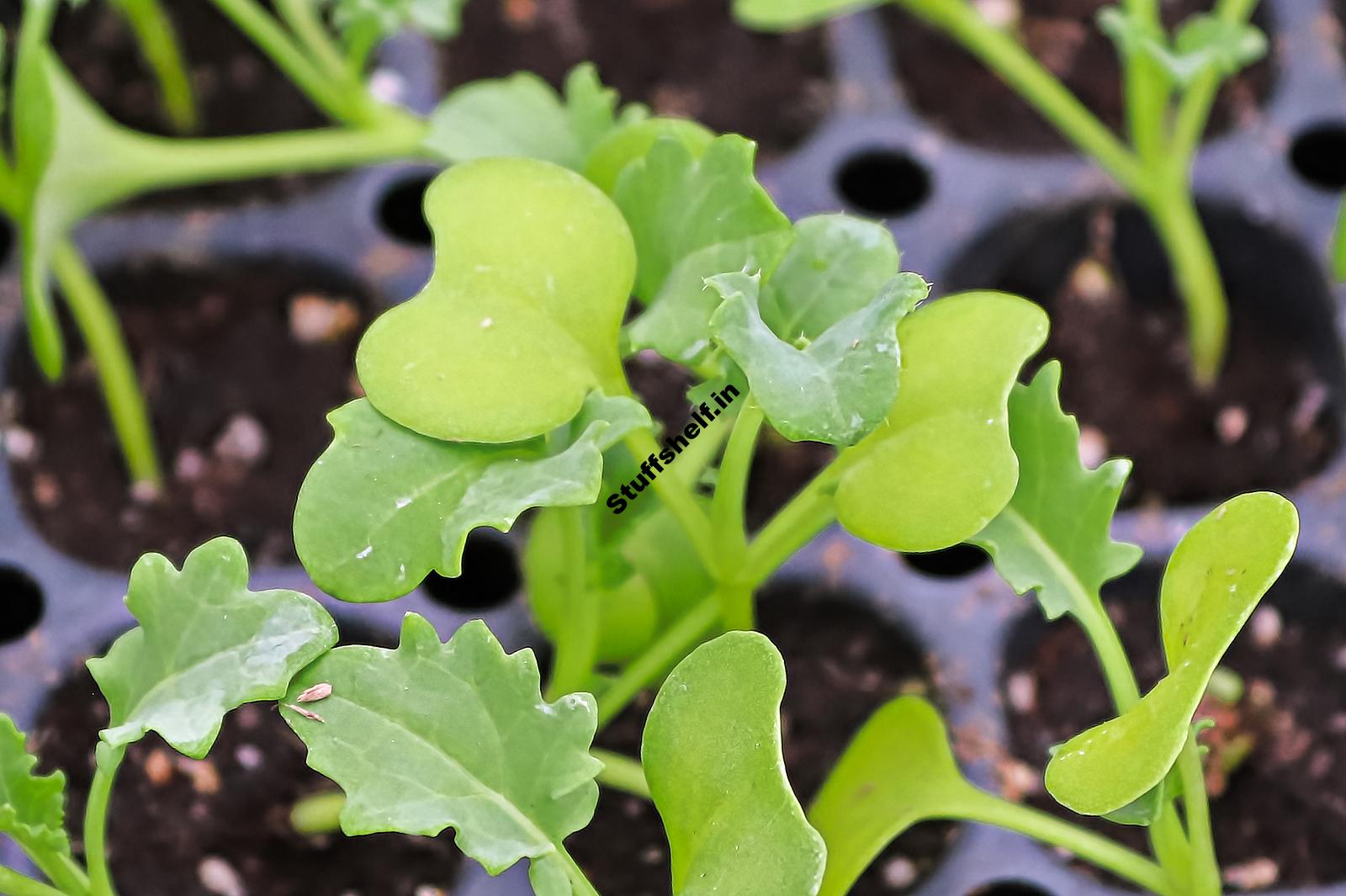 When to Plant Kale Harvest to Table