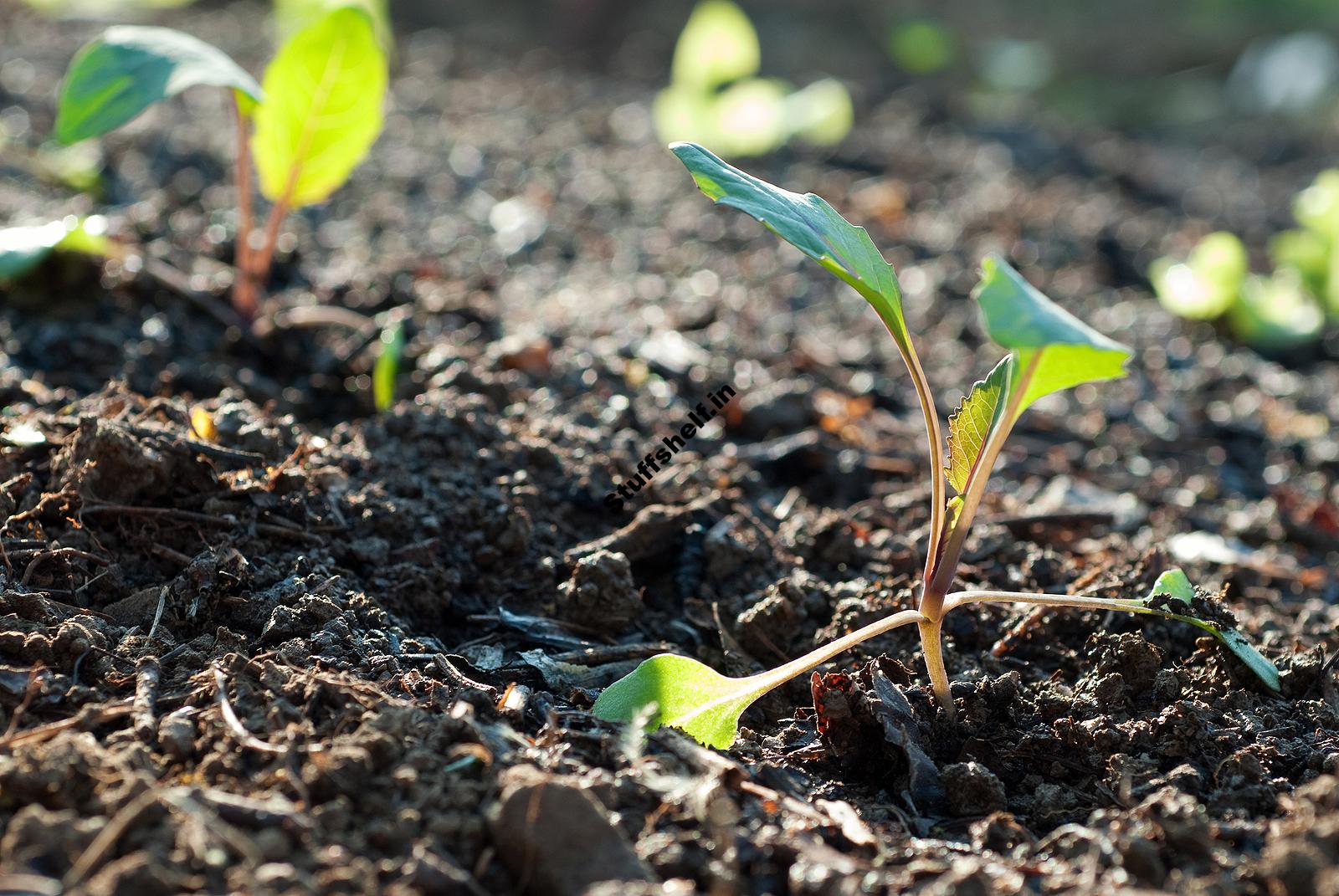 When to Plant Kohlrabi Harvest to Table