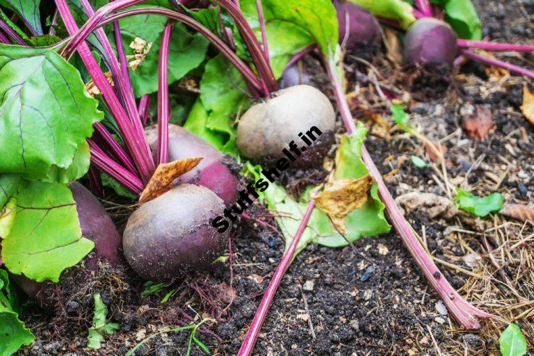 When to Plant Beets Harvest to Table