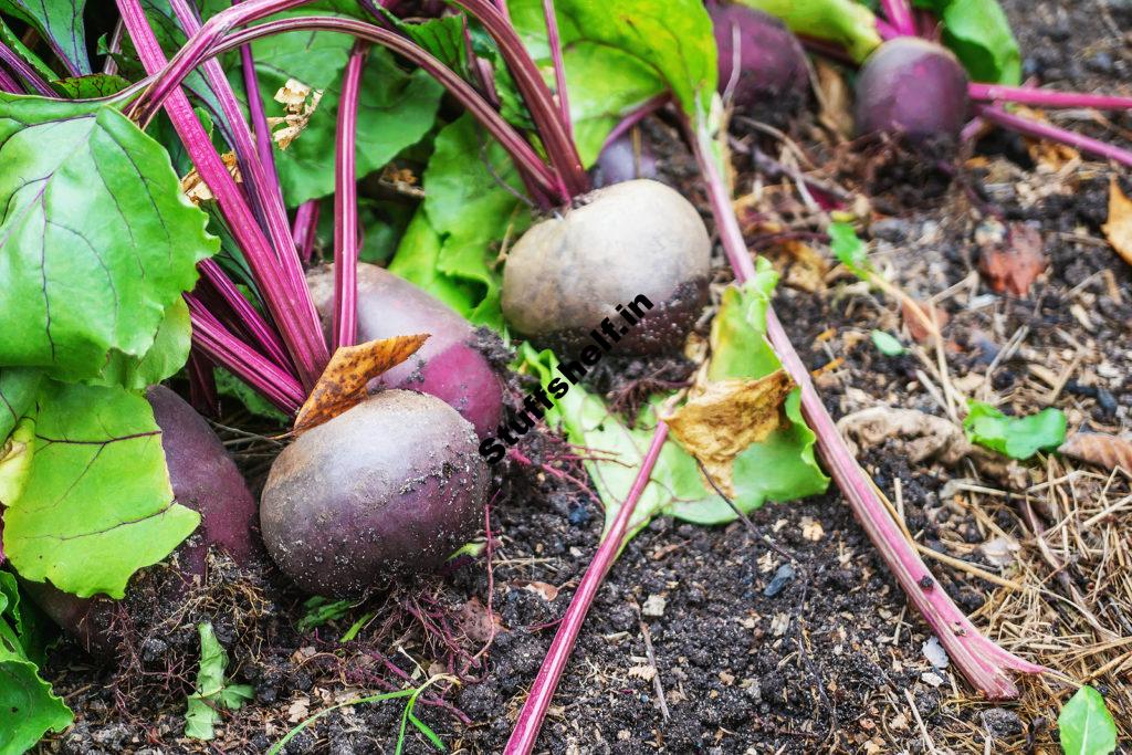 When to Plant Beets – Harvest to Table