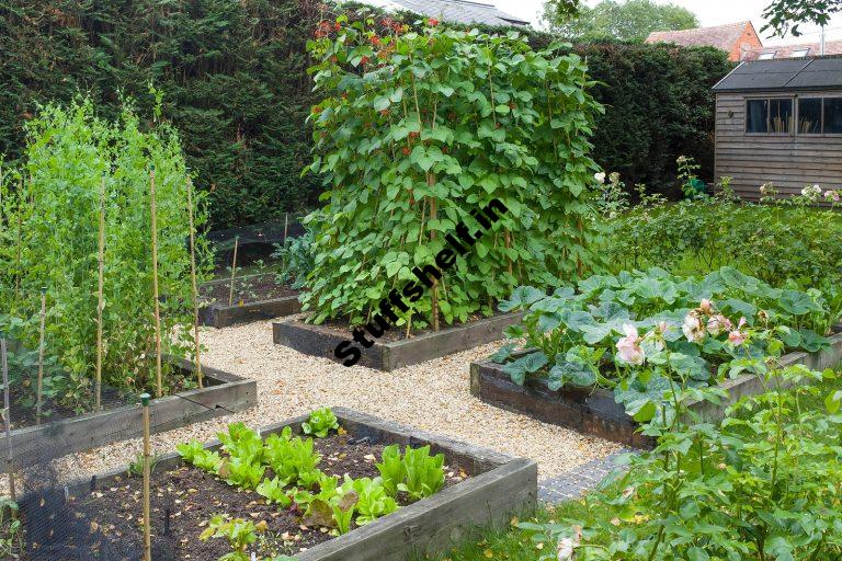 What Every Vegetable Garden Needs