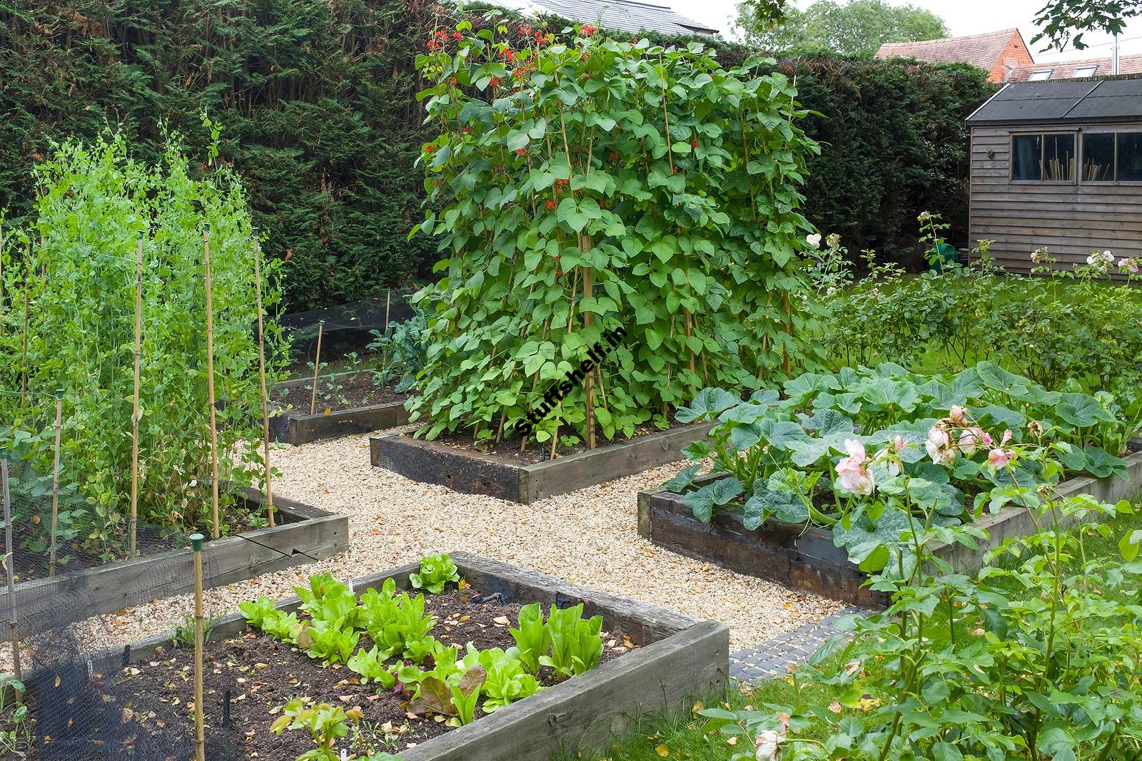 What Every Vegetable Garden Needs