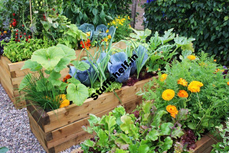 How Big Should Your Vegetable Garden Be