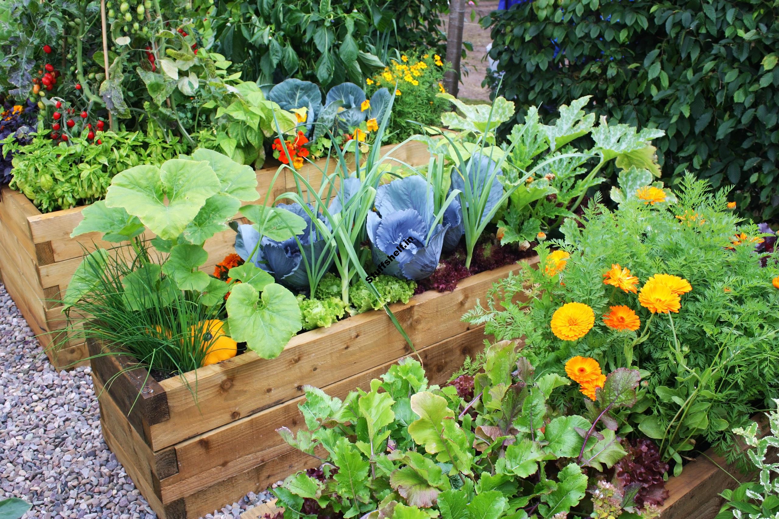 How Big Should Your Vegetable Garden Be?