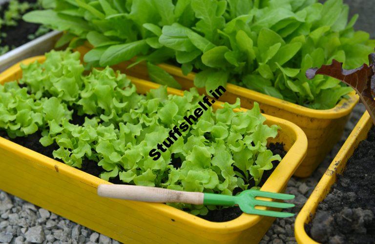 Growing Lettuce In Containers Harvest to Table