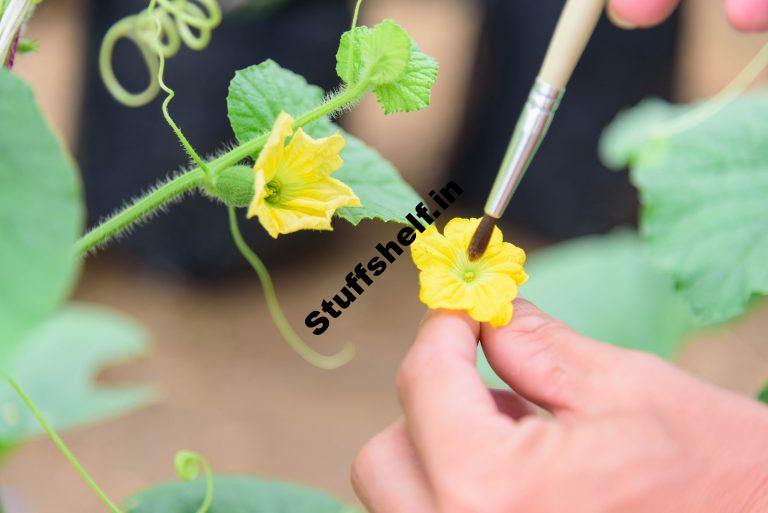 Hand Pollination of Vegetables Harvest to Table