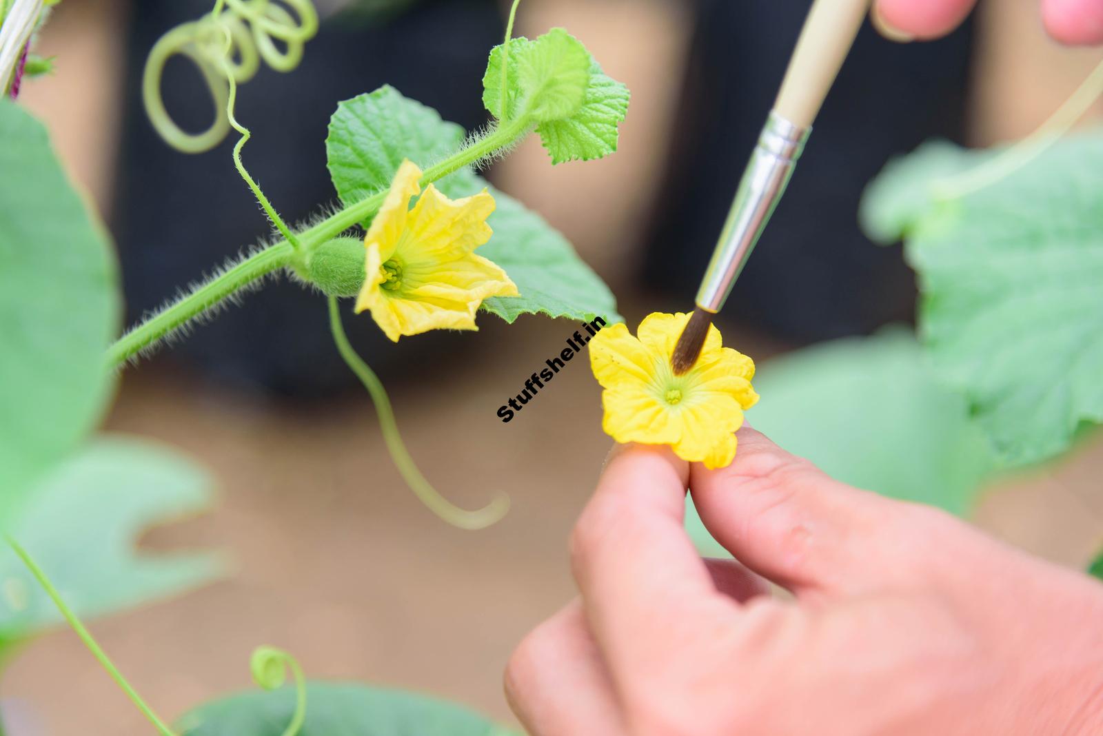 Hand Pollination of Vegetables Harvest to Table