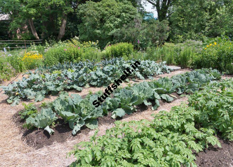 October Planting Zone by Zone Harvest to Table