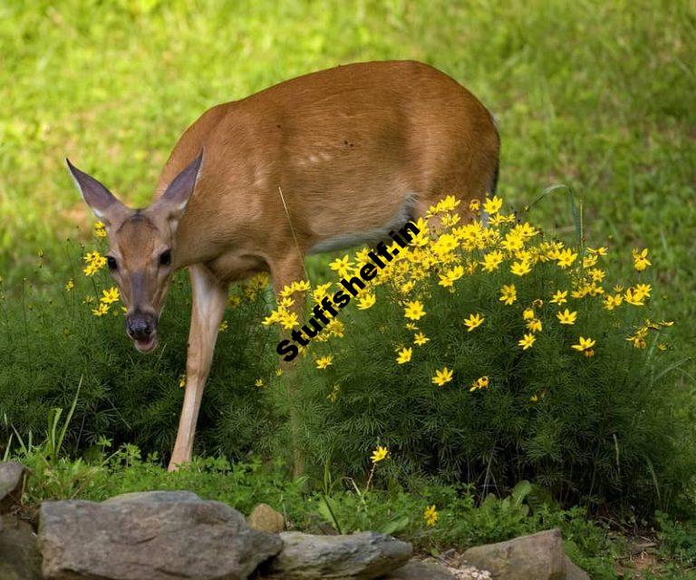 Animal Pest Control in the Garden