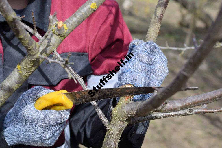 Pruning Fruit Trees for Fruit