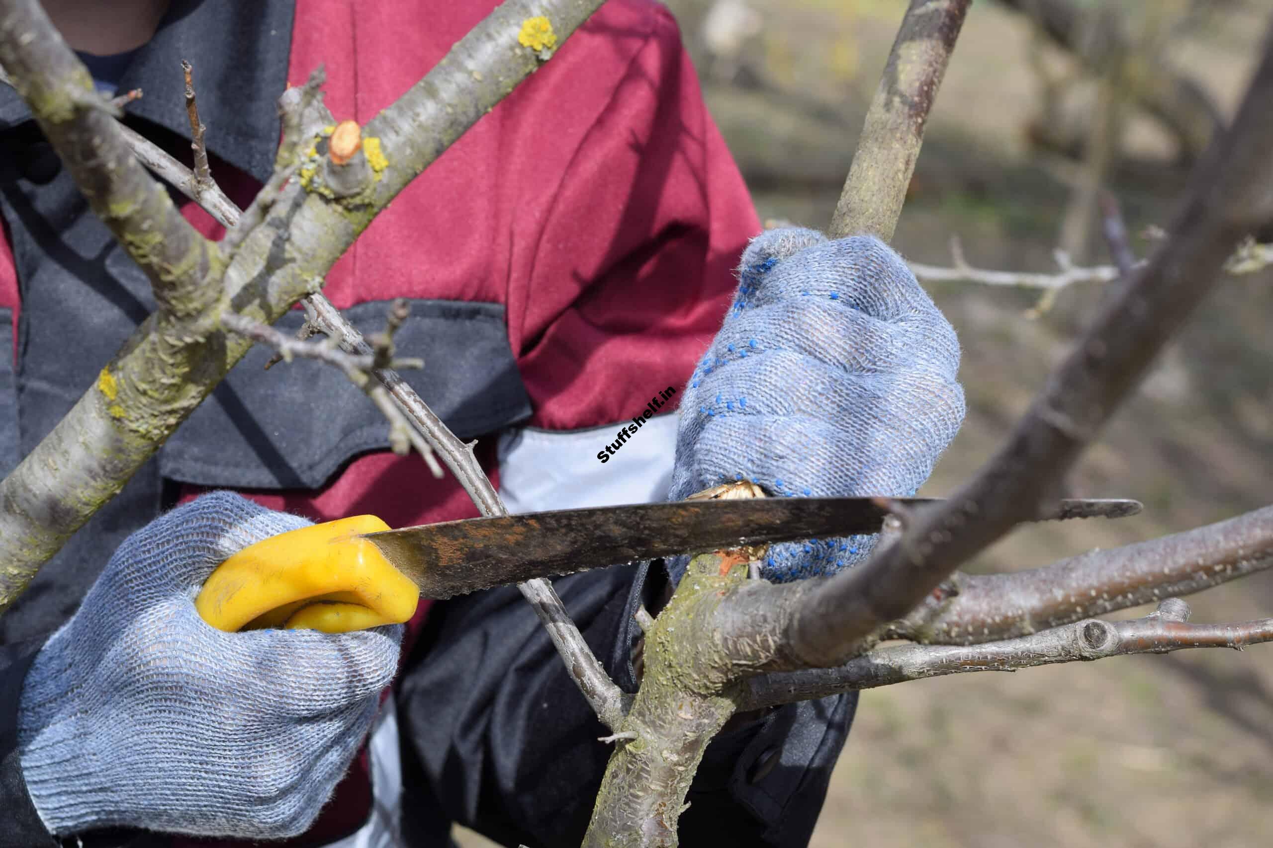 Pruning Fruit Trees for Fruit