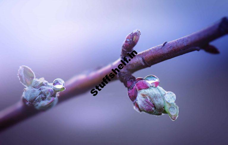 Fruit Tree Chill Hours Harvest to Table