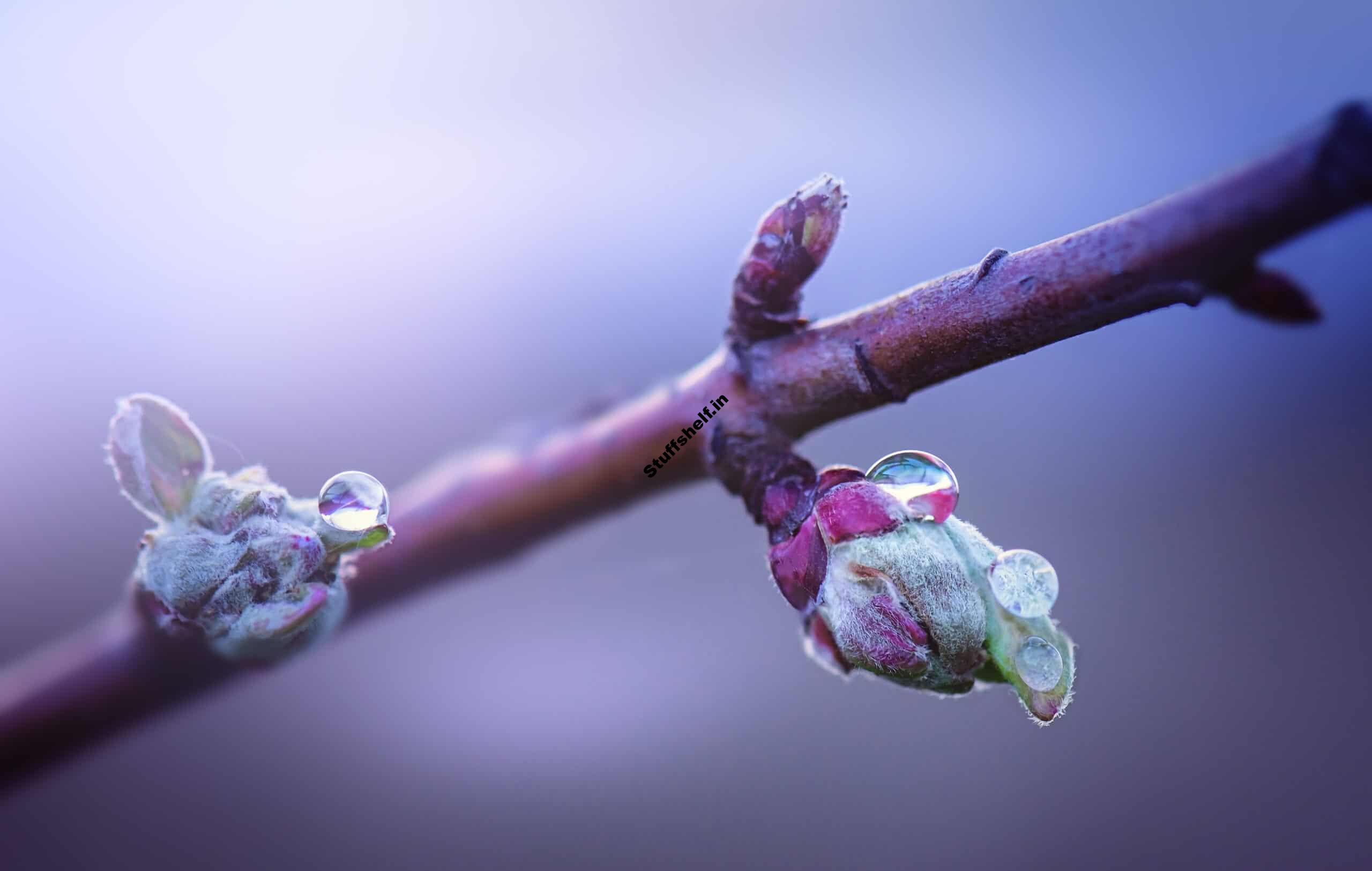 Fruit Tree Chill Hours – Harvest to Table