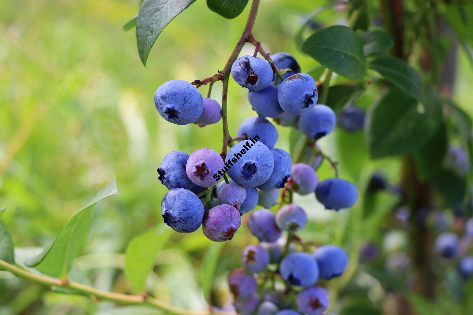 Planning the Home Fruit Garden