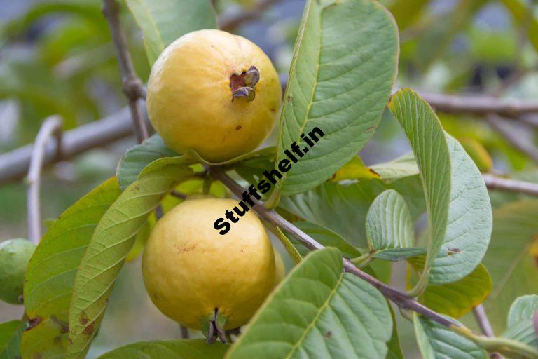 How to Grow Guava Harvest to Table