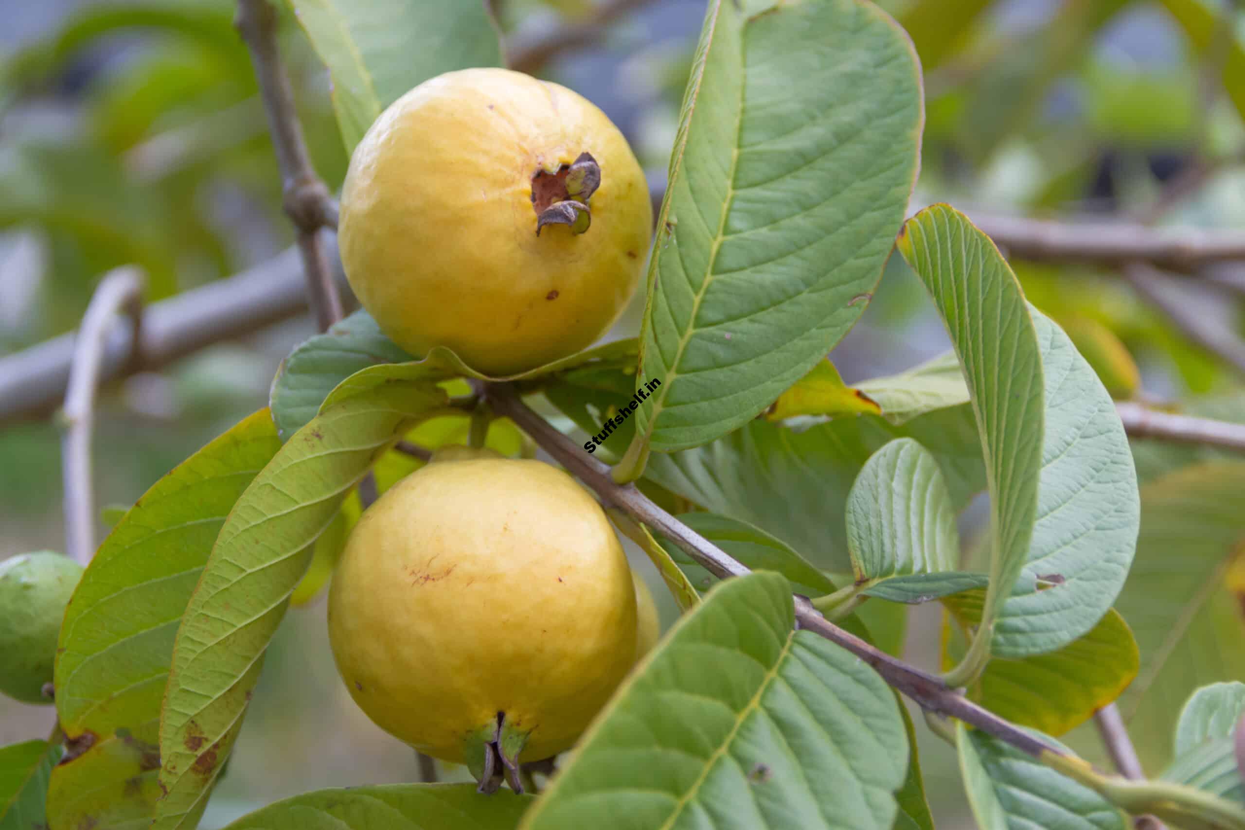 How to Grow Guava Harvest to Table