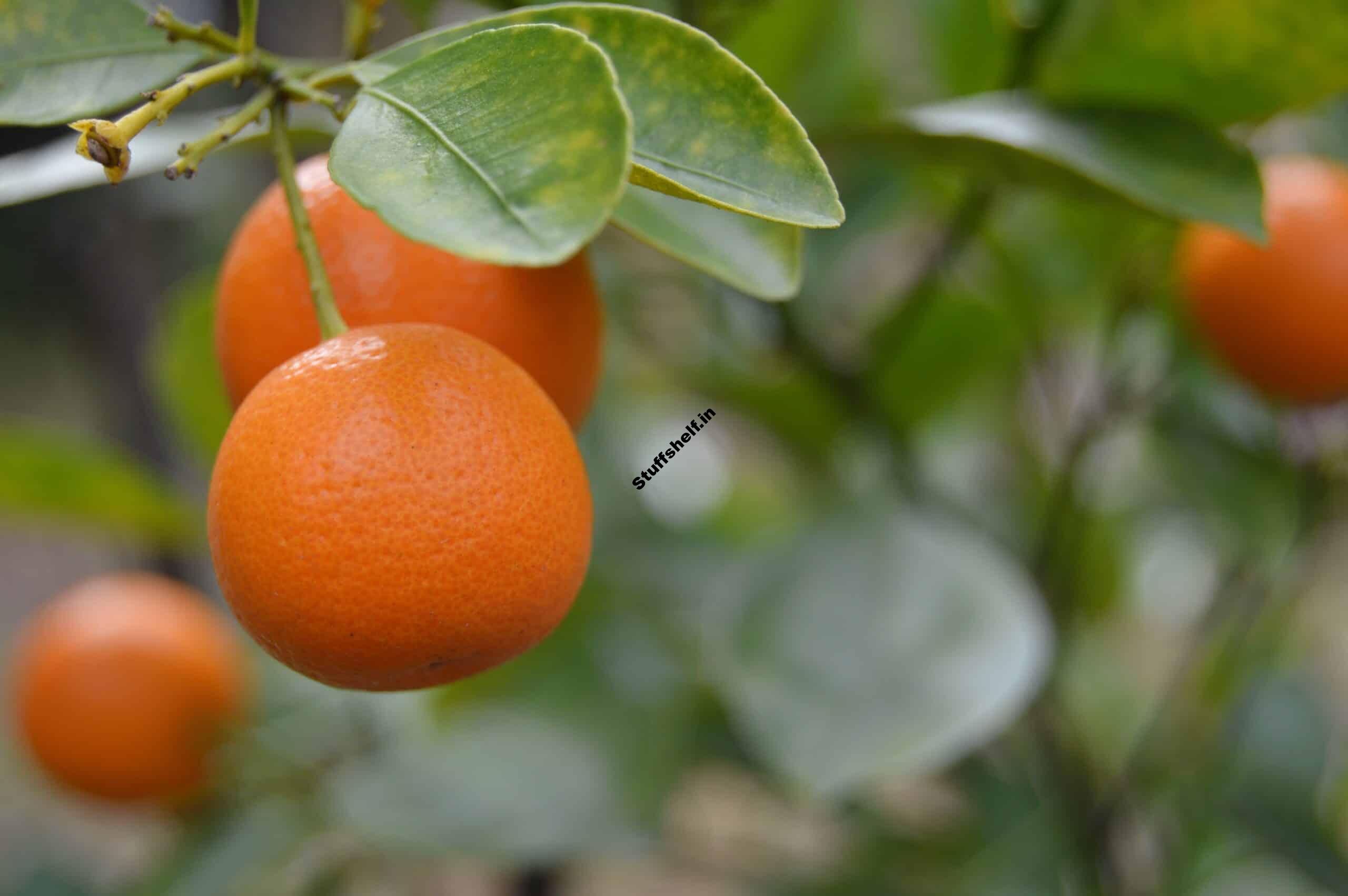 Tangors For Backyard Gardens Harvest to Table