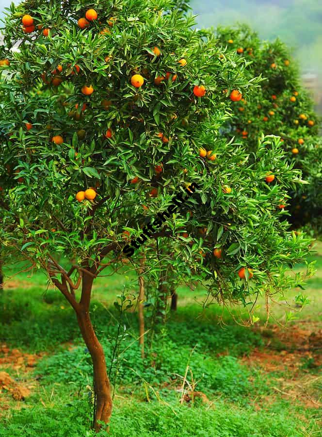 Tangelos for Backyard Gardens Harvest to Table