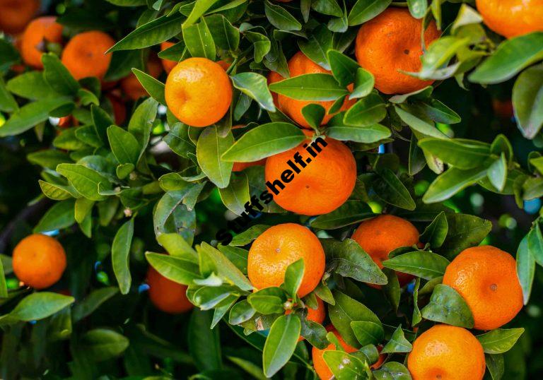 Mandarin Oranges for Home Gardens