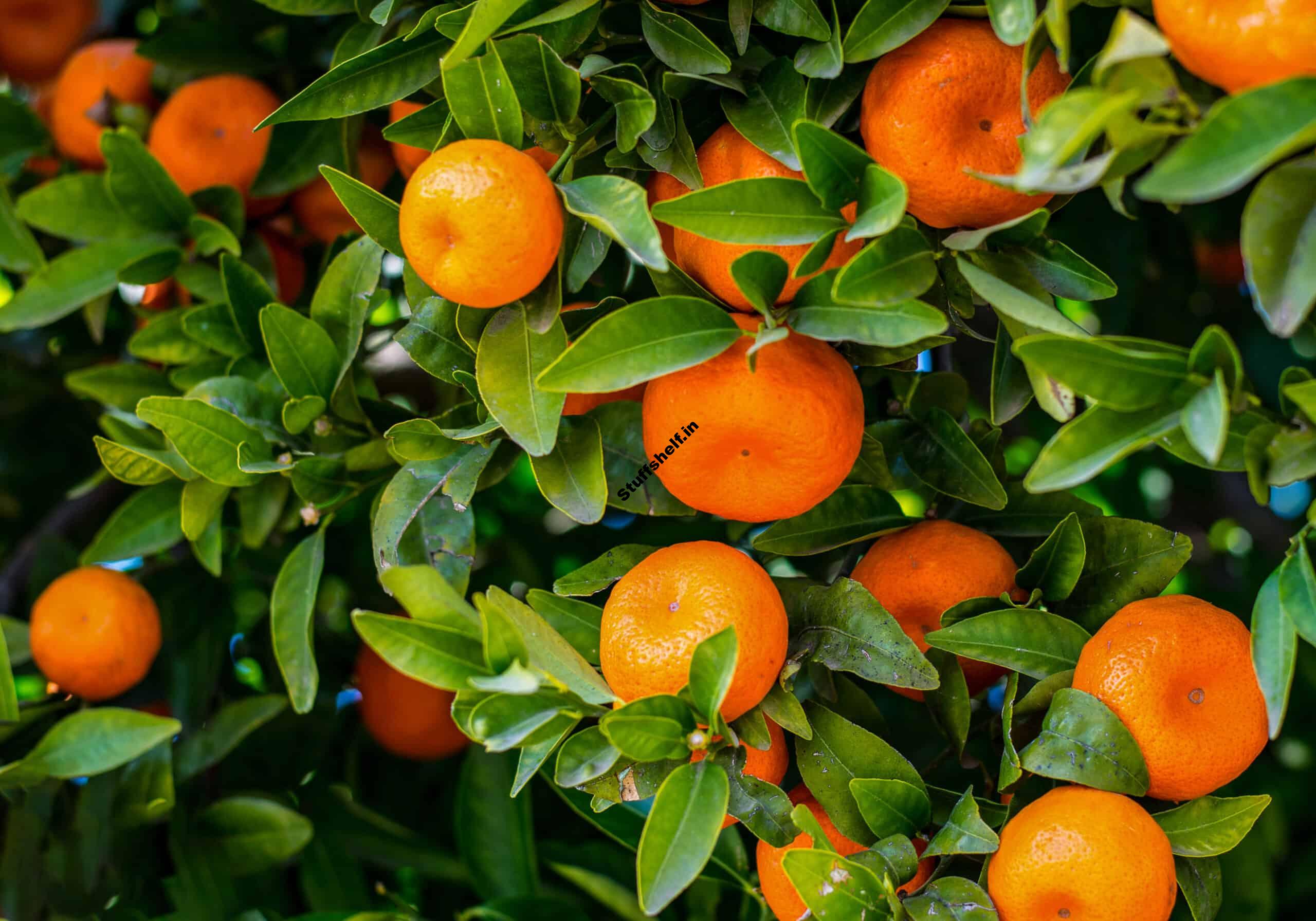 Mandarin Oranges for Home Gardens