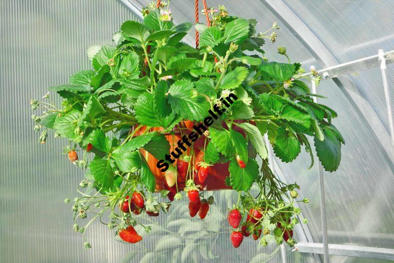 Strawberry Varieties for Home Gardens