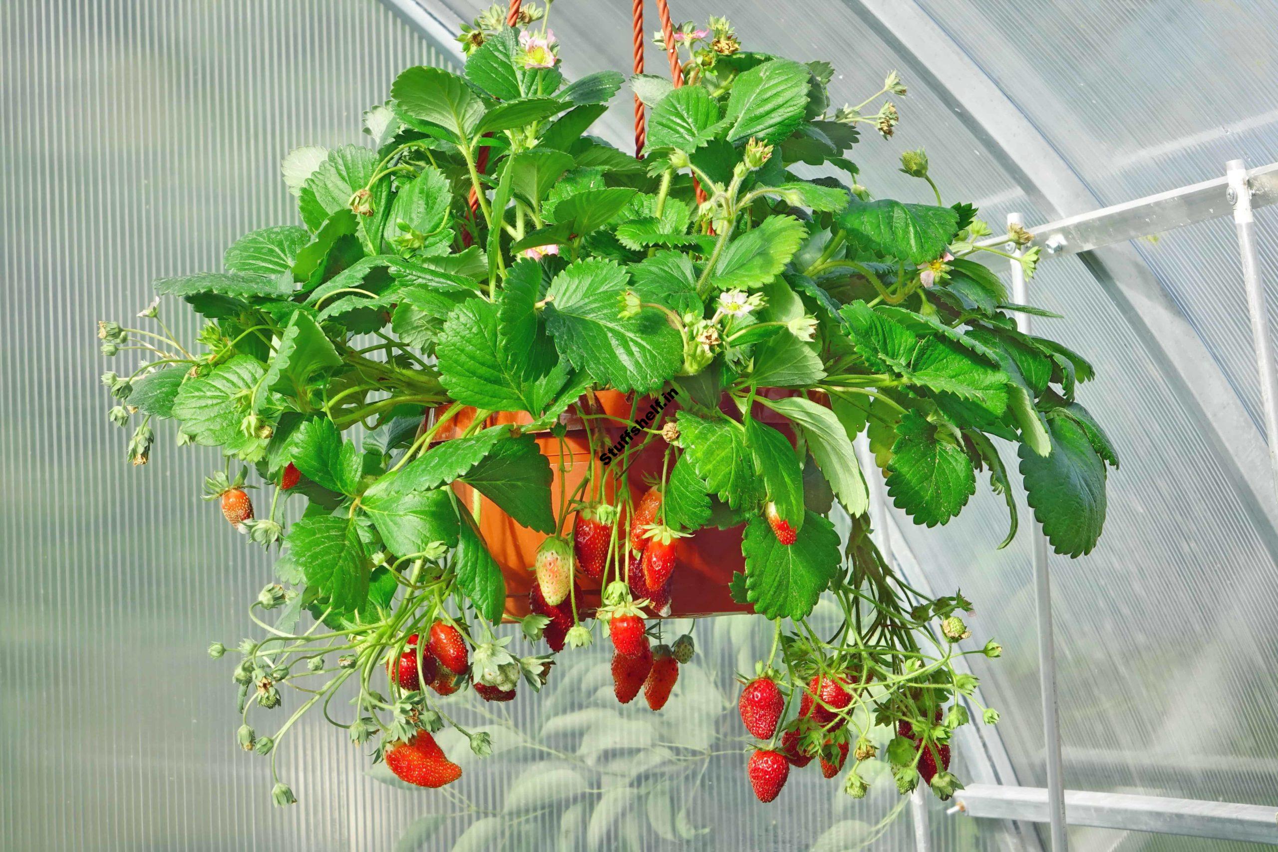 Strawberry Varieties for Home Gardens