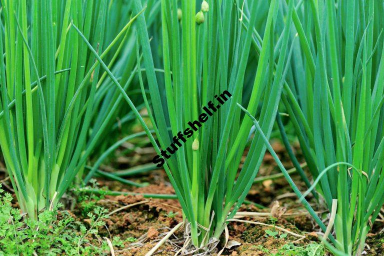 Planting Leeks and Shallots in Autumn and Spring