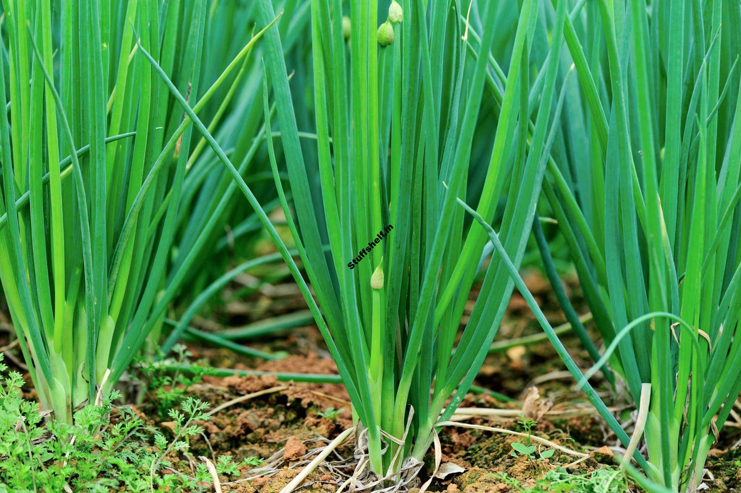 Planting Leeks and Shallots in Autumn and Spring