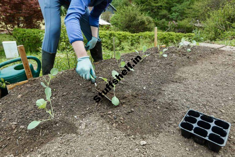 How to Prepare a Vegetable Garden Planting Bed