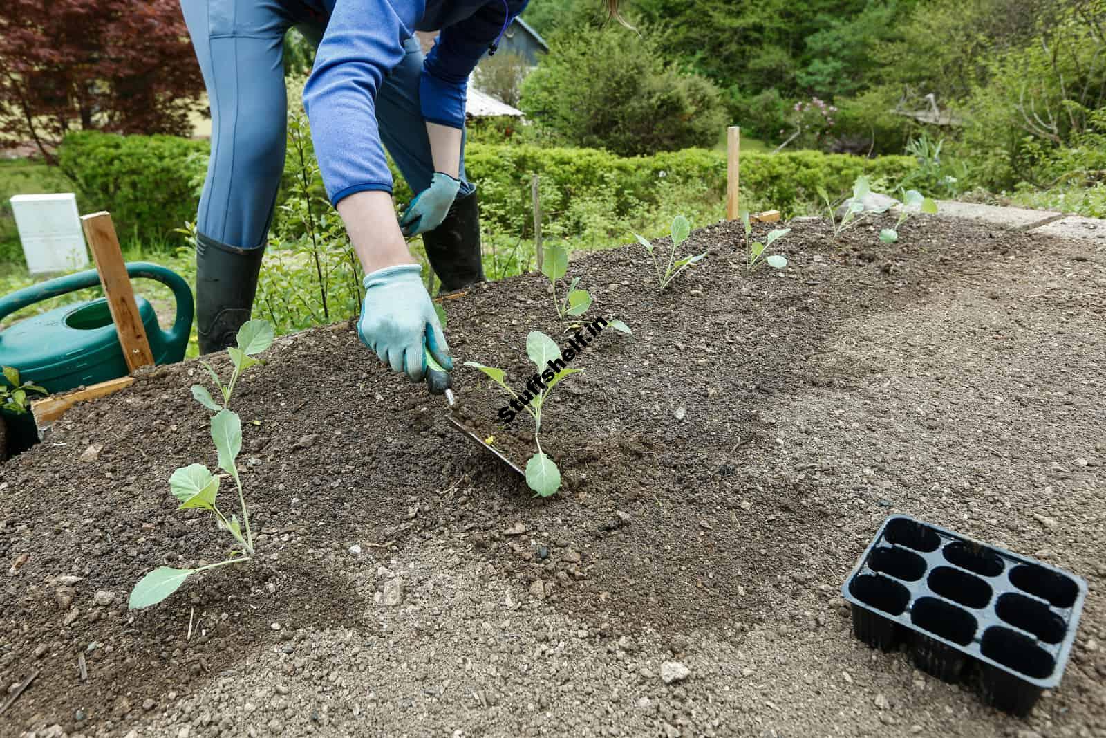 How to Prepare a Vegetable Garden Planting Bed