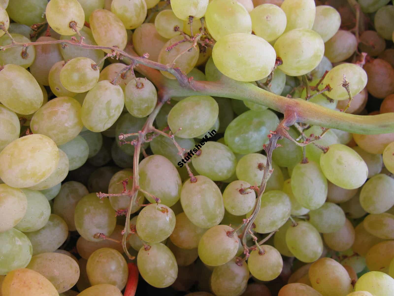 Growing Backyard Grapes: Planting, Growing, Pruning