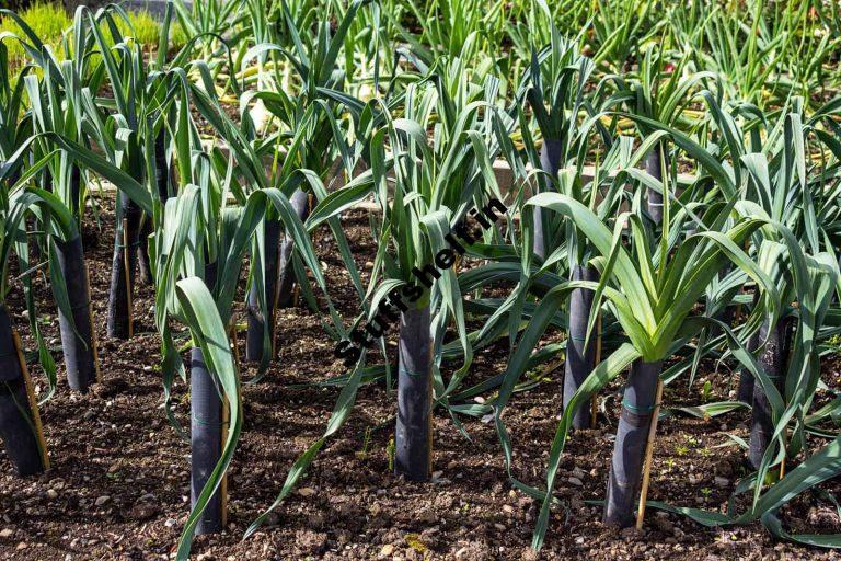 How to Grow Leeks Year Round in Tubes