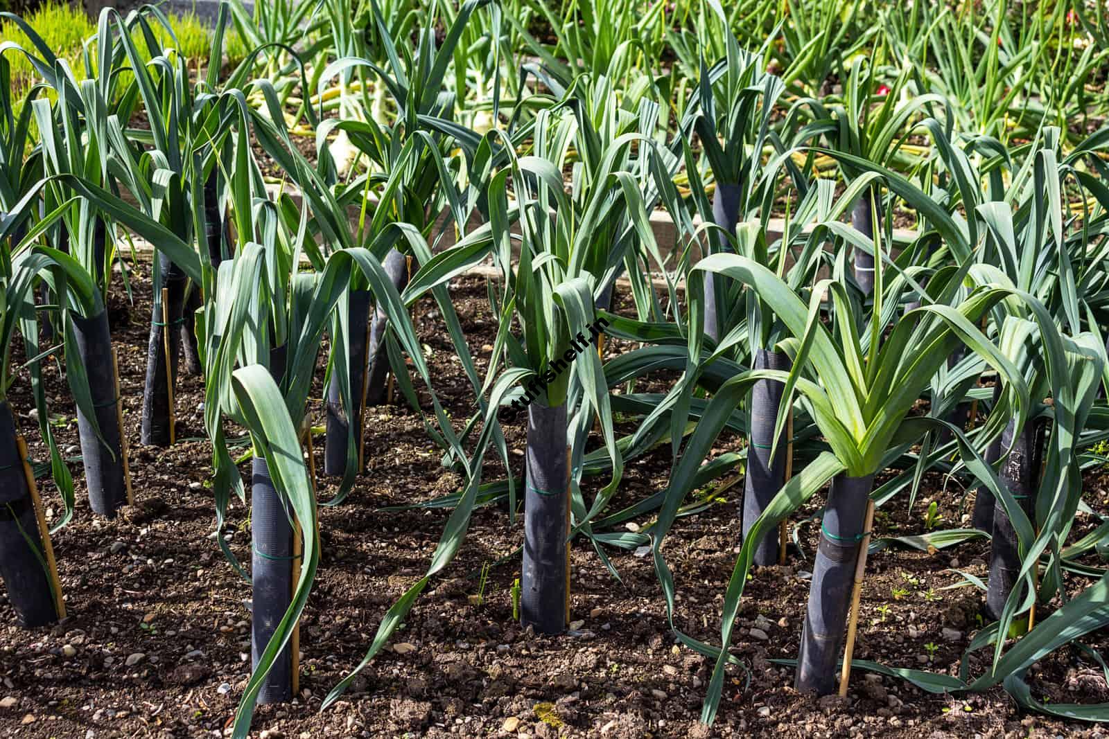 How to Grow Leeks Year Round in Tubes