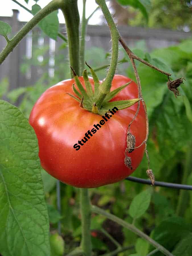 Highest Tomatoes to Develop in Cool and Chilly Climate