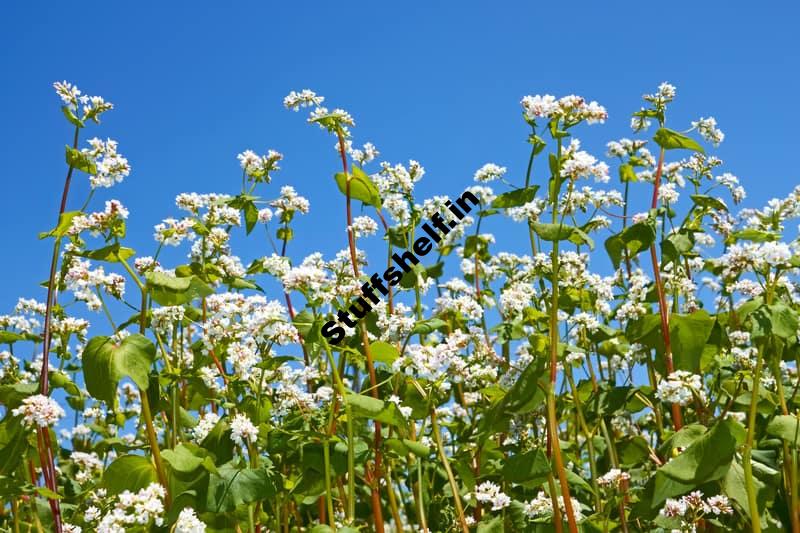 Cover Crops and Green Manure in the Home Vegetable Garden