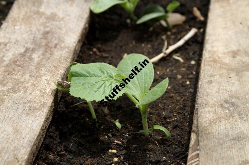 How to Start Summer Squash and Zucchini From Seed