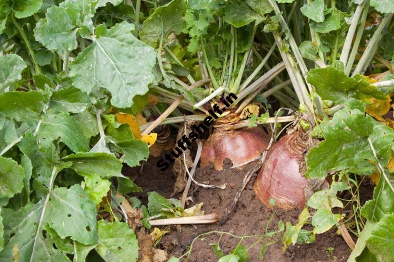 Rutabaga Seed Starting Tips Harvest to Table