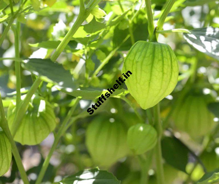 Tomatillo Seed Starting Tips