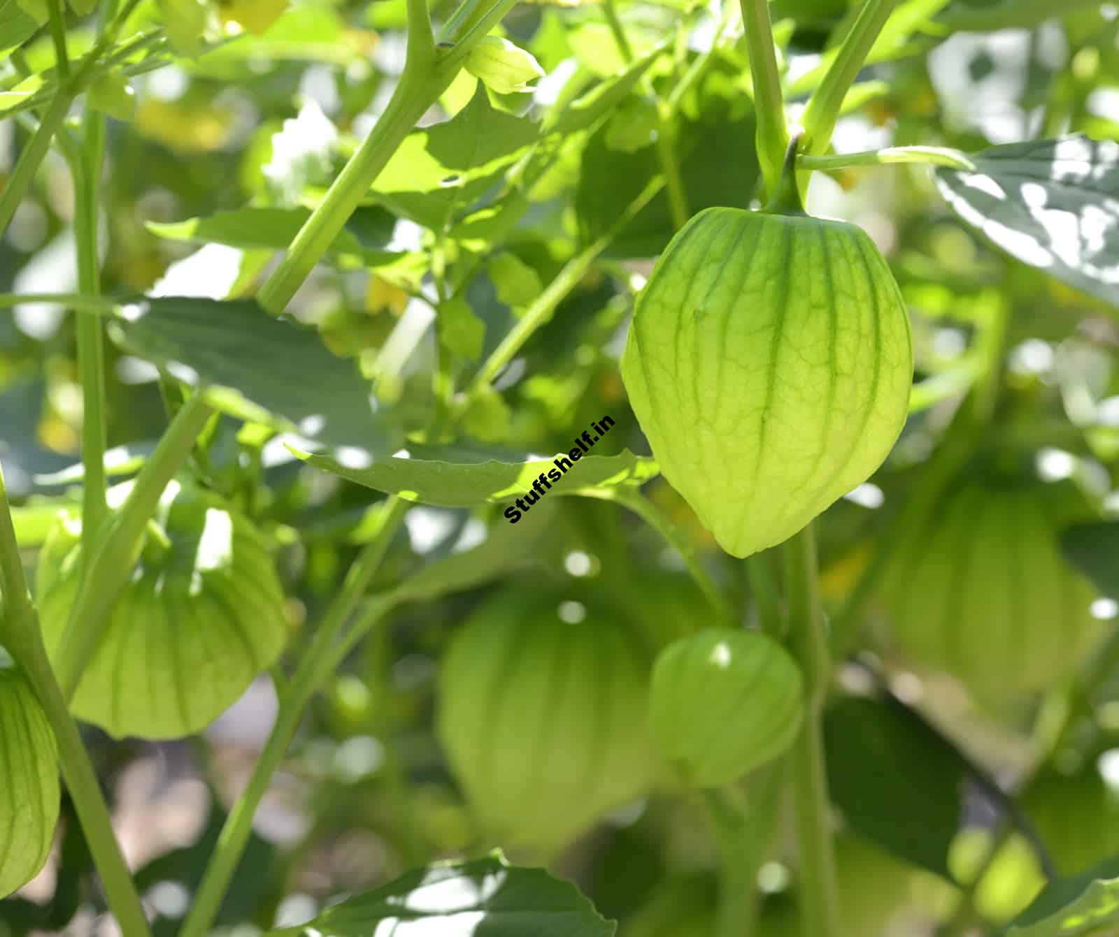 Tomatillo Seed Starting Tips