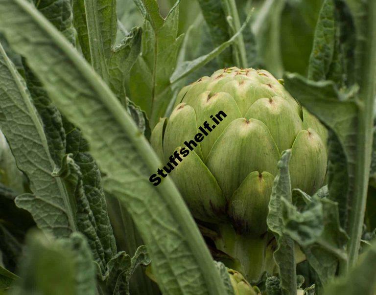 Artichoke Planting Starting Tips