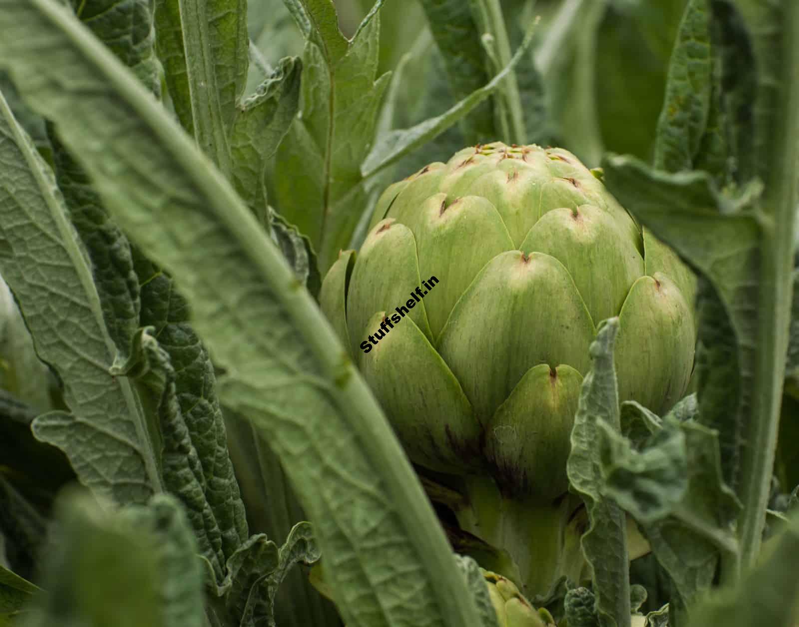 Artichoke Planting Starting Tips