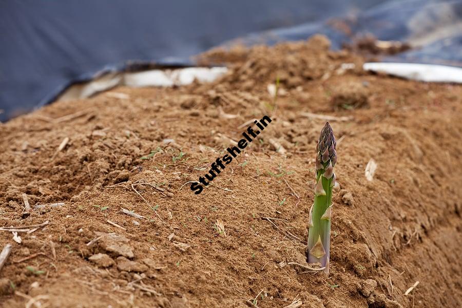 How to Start Growing Asparagus Plants