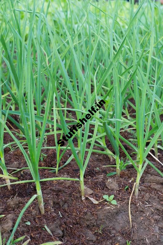 Garlic Planting Starting Tips