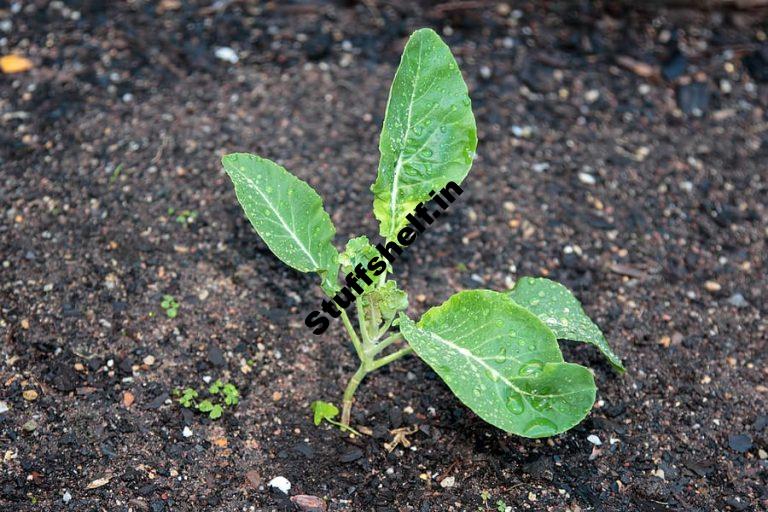 Cauliflower Seed Starting Tips Grow in Cool Weather