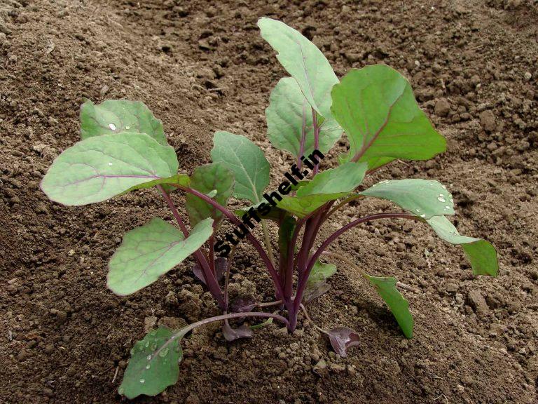 How to Start Brussels Sprouts from Seed