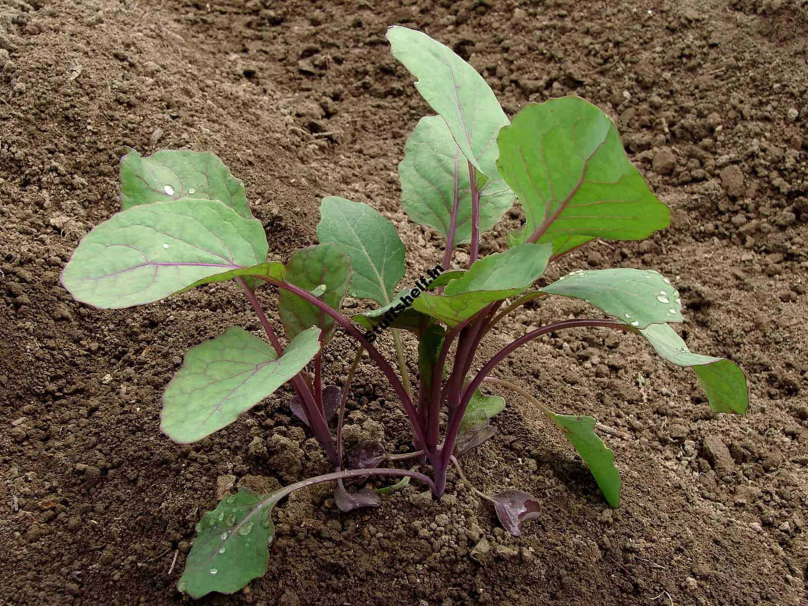 How to Start Brussels Sprouts from Seed