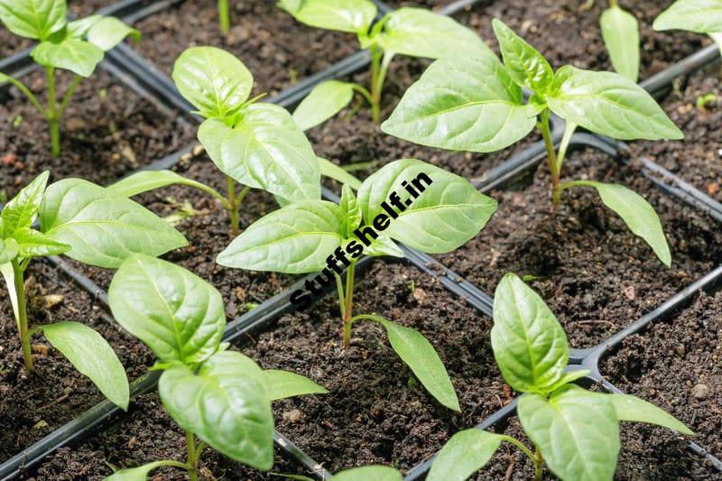 Pepper Seed Starting Tips