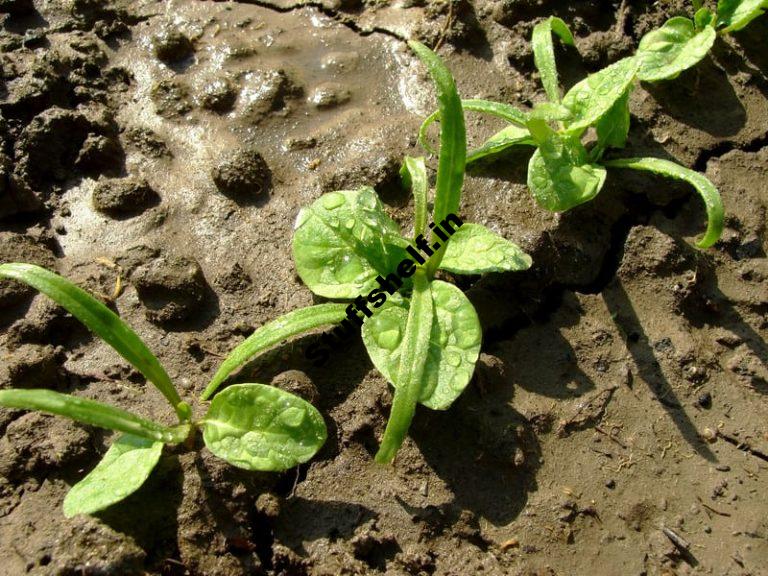 Best Spinach Seed Starting Tips