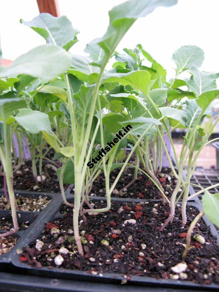 Broccoli Seed Starting Tips Harvest to Table