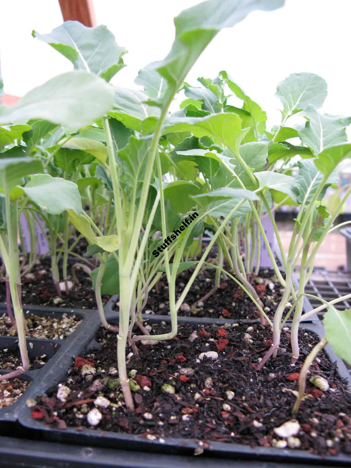 Broccoli Seed Starting Tips – Harvest to Table